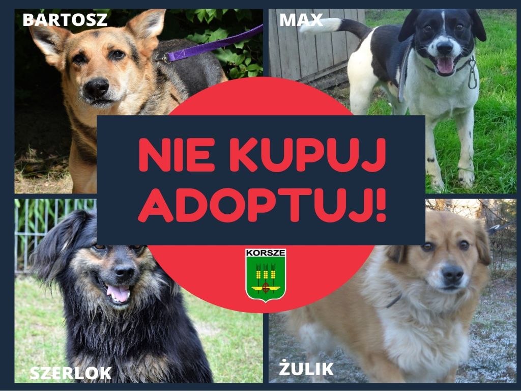 Baner: NIE KUPUJ - ADOPTUJ!